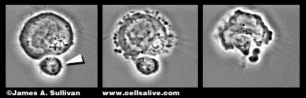 cytotoxic t cell.gif